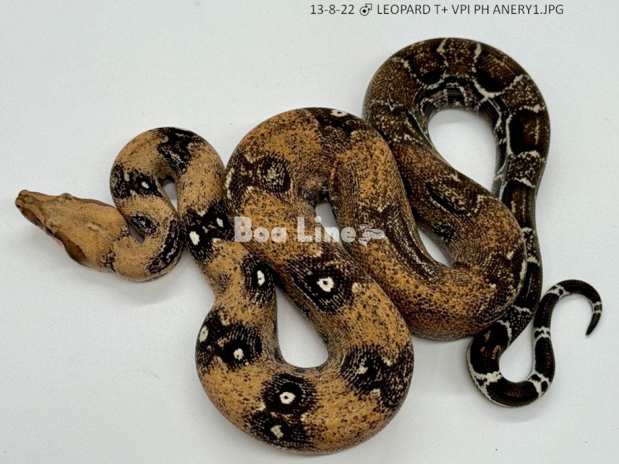 LEOPARD T+ VPI PH ANERY